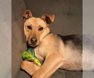 Akamai - Female Mutt Dog for Adoption - Photo #2