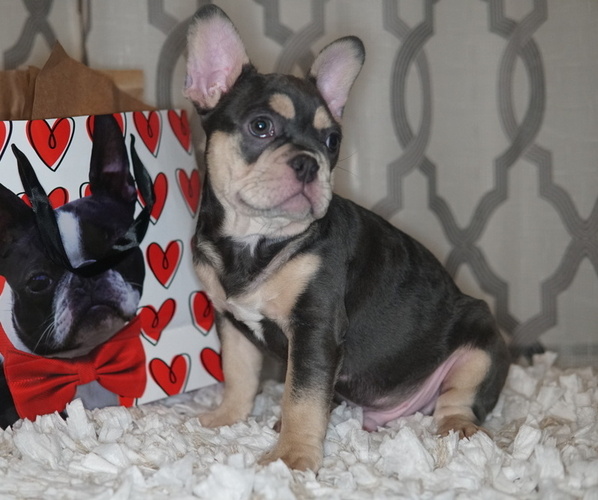 Medium Photo #4 French Bulldog Puppy For Sale in HOBART, IN, USA