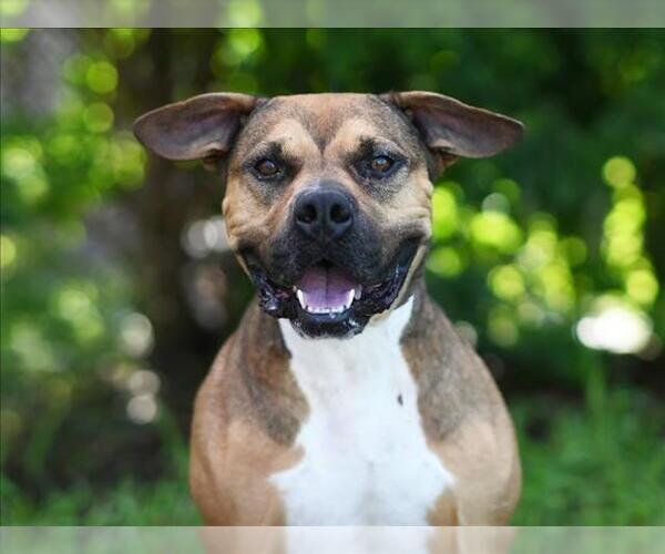 Medium Photo #2 Black Mouth Cur-Unknown Mix Puppy For Sale in Tavares, FL, USA