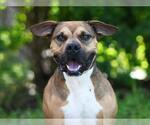 Small #1 Black Mouth Cur Mix