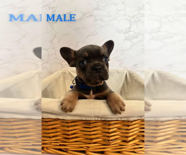 Medium Photo #1 French Bulldog Puppy For Sale in FAIRFIELD, CA, USA