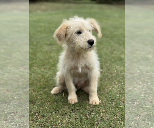 Medium Photo #3 Mutt Puppy For Sale in PIPE CREEK, TX, USA