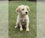 Small #2 Mutt