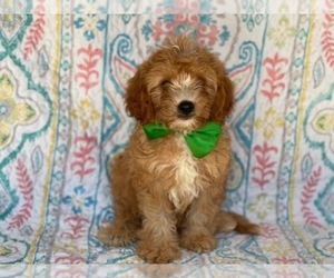 Cavapoo Puppy for sale in LANCASTER, PA, USA