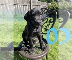 Great Dane Puppy for Sale in SUPERIOR, Montana USA