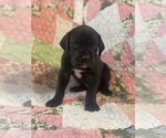 Puppy Black Female 3 Great Dane