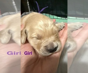 Medium Golden Retriever
