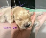 Puppy Purple Golden Retriever