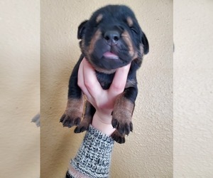 Rotterman Puppy for sale in BENTON CITY, WA, USA