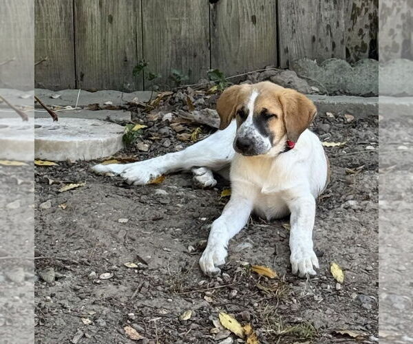 Medium Photo #3 Anatolian Shepherd-Great Pyrenees Mix Puppy For Sale in Hayward, CA, USA