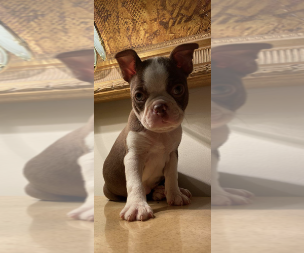Full screen Photo #1 Boston Terrier Puppy For Sale in SANDERSON, FL, USA