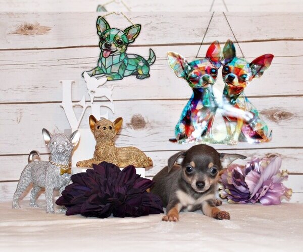 Medium Photo #12 Chihuahua Puppy For Sale in CHARLESTON, AR, USA