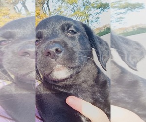 English Setter-Labrador Retriever Mix Puppy for sale in MOHAWK, NY, USA