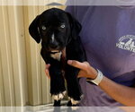 Small Black Mouth Cur-Bulldog Mix