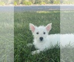 Small #4 West Highland White Terrier
