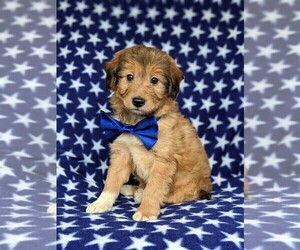 Sheltidoodle Puppy for sale in CHRISTIANA, PA, USA