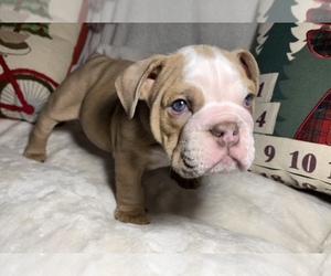 English Bulldog Puppy for sale in JOHNS ISLAND, SC, USA