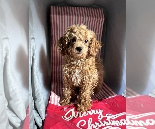Medium Photo #1 ShihPoo Puppy For Sale in DURHAM, CT, USA