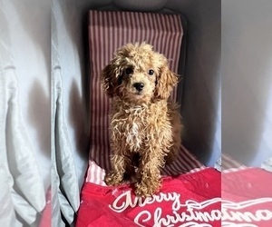 ShihPoo Puppy for sale in DURHAM, CT, USA