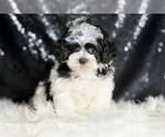 Puppy 8 Maltipoo