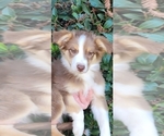 Small Photo #1 Australian Shepherd Puppy For Sale in PIONEER, CA, USA