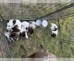 Small #2 German Shorthaired Pointer