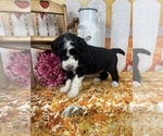 Small Photo #42 Aussiedoodle Puppy For Sale in COMMERCE, MI, USA