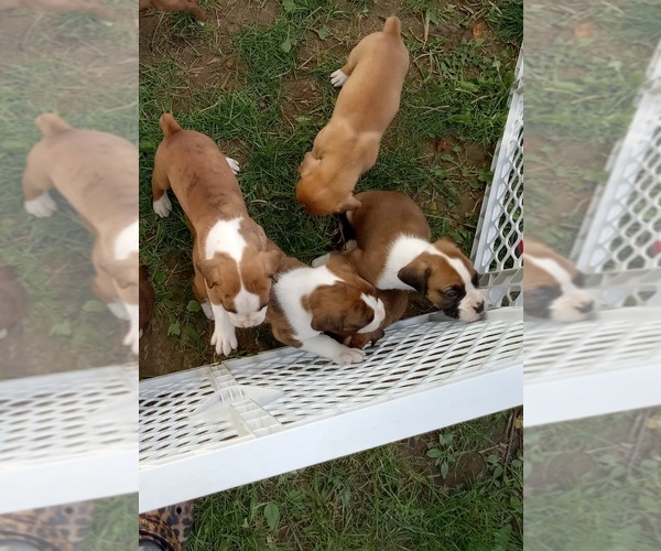 Medium Photo #1 Boxer Puppy For Sale in LISBON, OH, USA