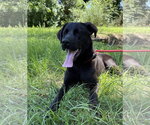 Small #6 Labrador Retriever Mix