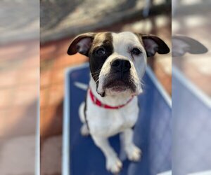 American Bulldog Dogs for adoption in Dumont, NJ, USA