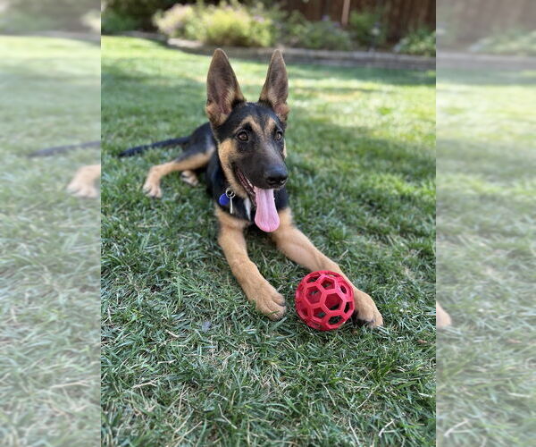 Medium Photo #1 German Shepherd Dog Puppy For Sale in West Sacramento, CA, USA