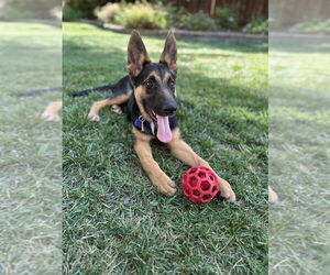 Medium German Shepherd Dog