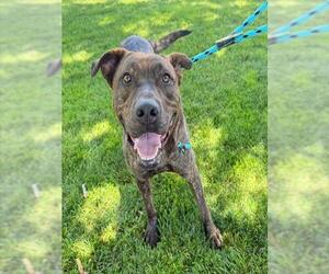 RAJAH - Male Mutt Dog for Adoption - Photo #4