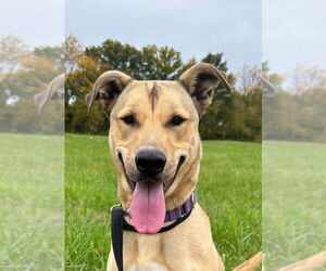 German Shepherd Dog-Huskies Mix Dogs for adoption in Bolivar, MO, USA