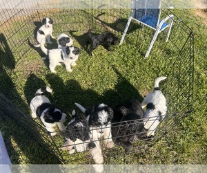 Sheepadoodle Puppy for Sale in WAXHAW, North Carolina USA