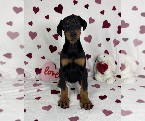 Medium Photo #3 Doberman Pinscher Puppy For Sale in GREENFIELD, IN, USA