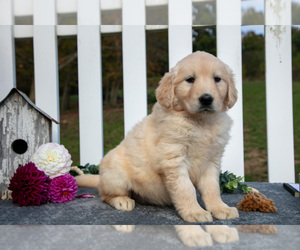 Medium Golden Retriever