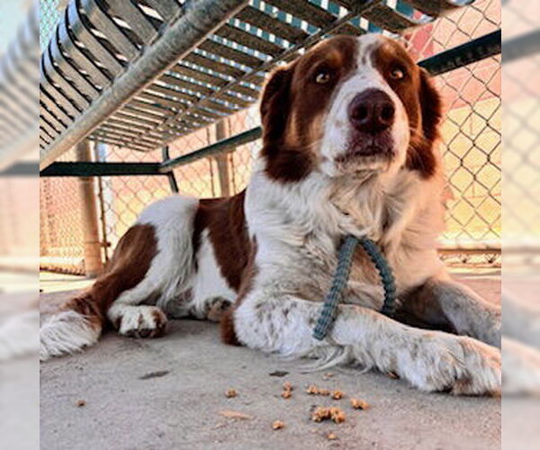 Medium Photo #2 Australian Shepherd-Unknown Mix Puppy For Sale in Modesto, CA, USA