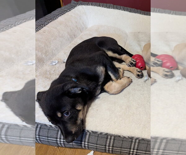 Medium Photo #2 German Shepherd Dog Puppy For Sale in Minneapolis, MN, USA