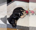 Small #1 German Shepherd Dog