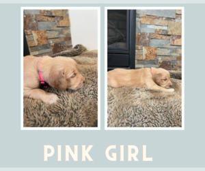 Golden Retriever Puppy for Sale in S LAKE TAHOE, California USA