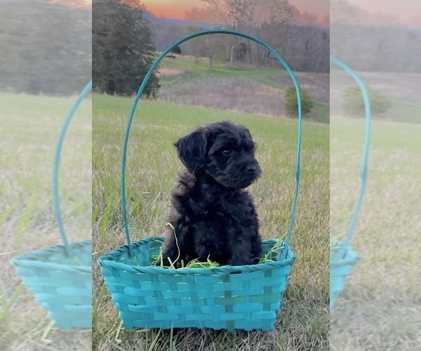 Medium Photo #3 Poodle (Toy)-Schnauzer (Miniature) Mix Puppy For Sale in OOLTEWAH, TN, USA