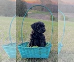 Small Photo #3 Poodle (Toy)-Schnauzer (Miniature) Mix Puppy For Sale in OOLTEWAH, TN, USA