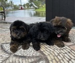 Small Photo #4 Morkie Puppy For Sale in HOLLYWOOD, FL, USA
