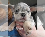 Small Photo #7 French Bulldog Puppy For Sale in GOBLES, MI, USA