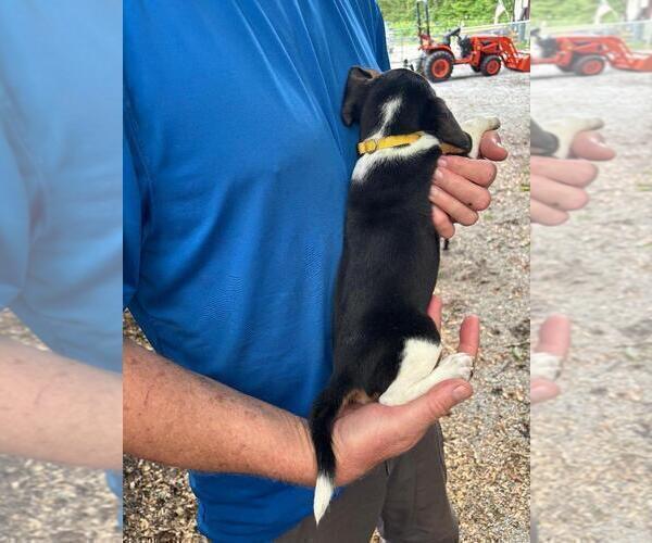 Medium Photo #2 Beagle Puppy For Sale in LAKE VILLAGE, IN, USA