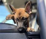 Small #2 Belgian Malinois