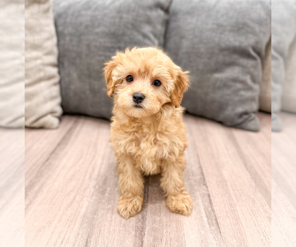 Medium Photo #1 Cavapoo (Standard) Puppy For Sale in DUNDEE, OH, USA