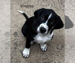 Small #2 Beagle-English Springer Spaniel Mix