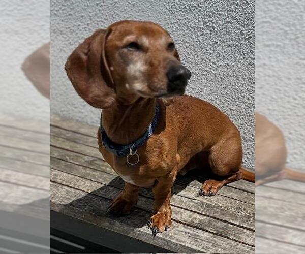 Medium Photo #2 Dachshund Puppy For Sale in Los Angeles, CA, USA